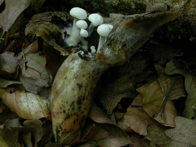 Asterophora lycoperdoides