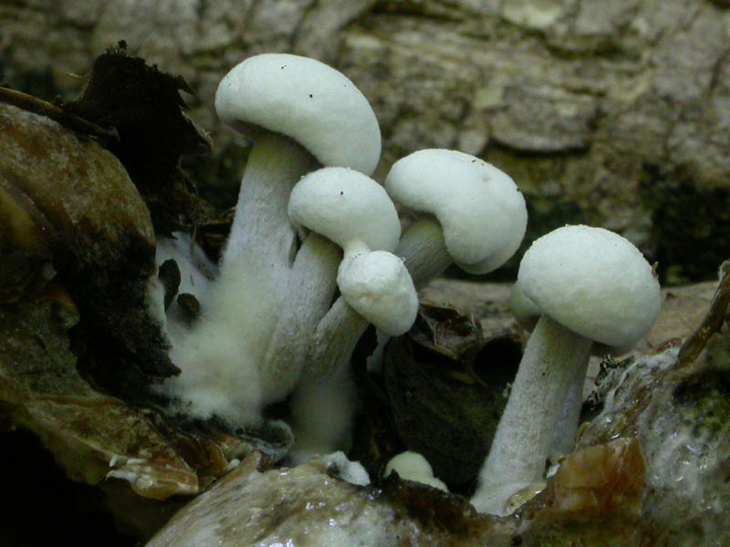 Asterophora lycoperdoides