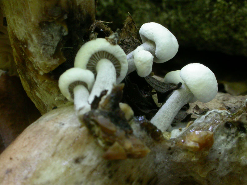 Asterophora lycoperdoides