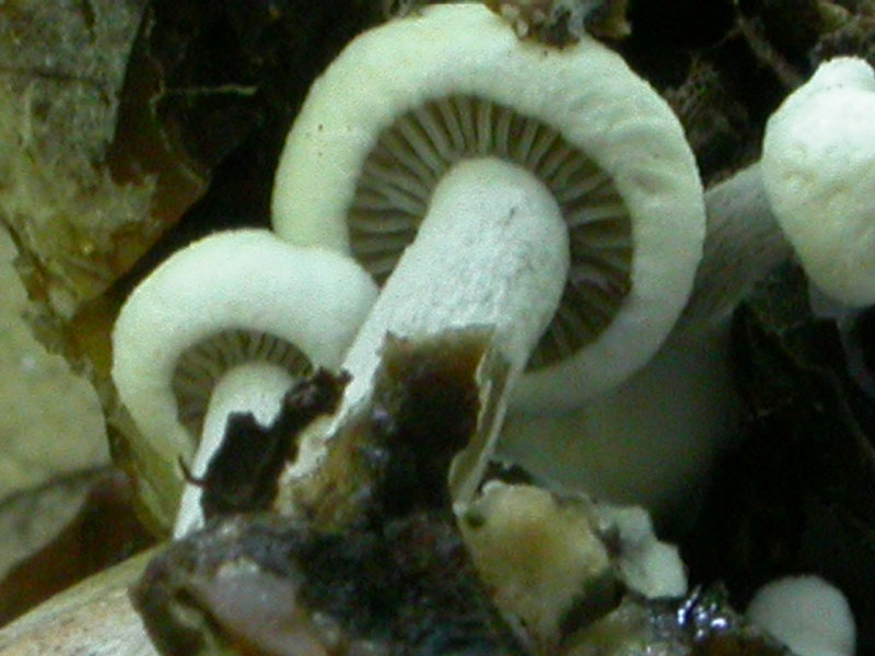 Asterophora lycoperdoides