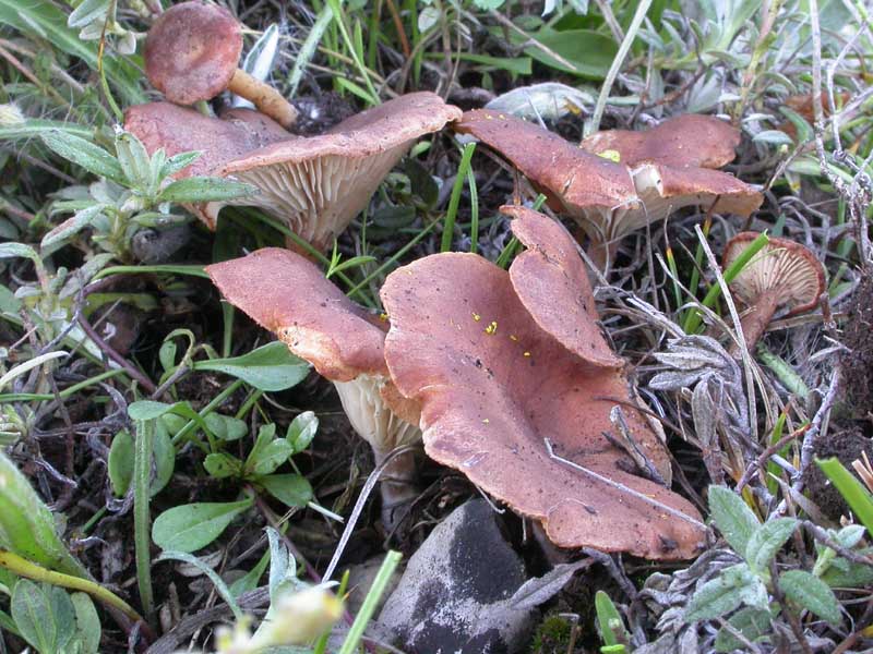 Una Clitocybe 