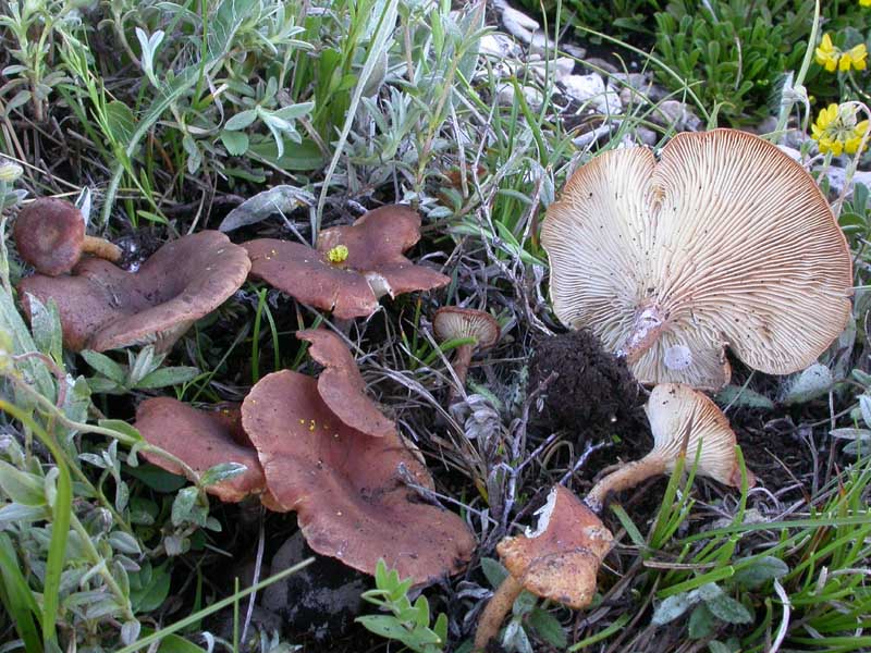 Una Clitocybe 