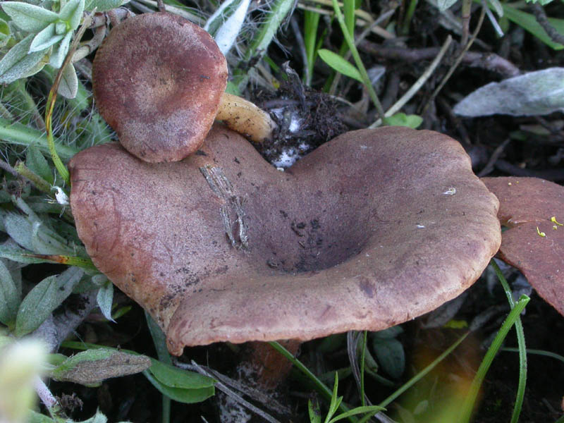 Una Clitocybe 