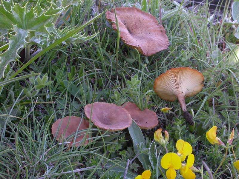 Una Clitocybe 