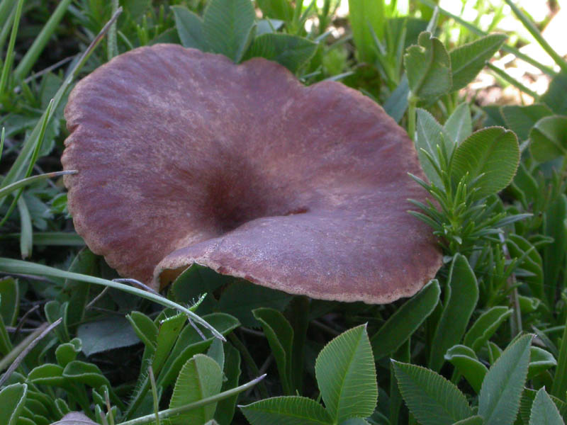 Una Clitocybe 