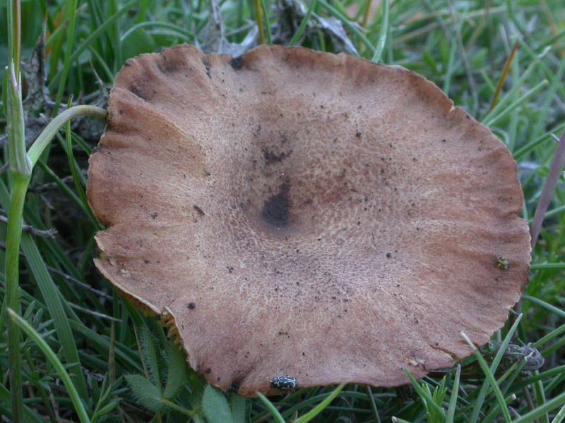 Una Clitocybe 