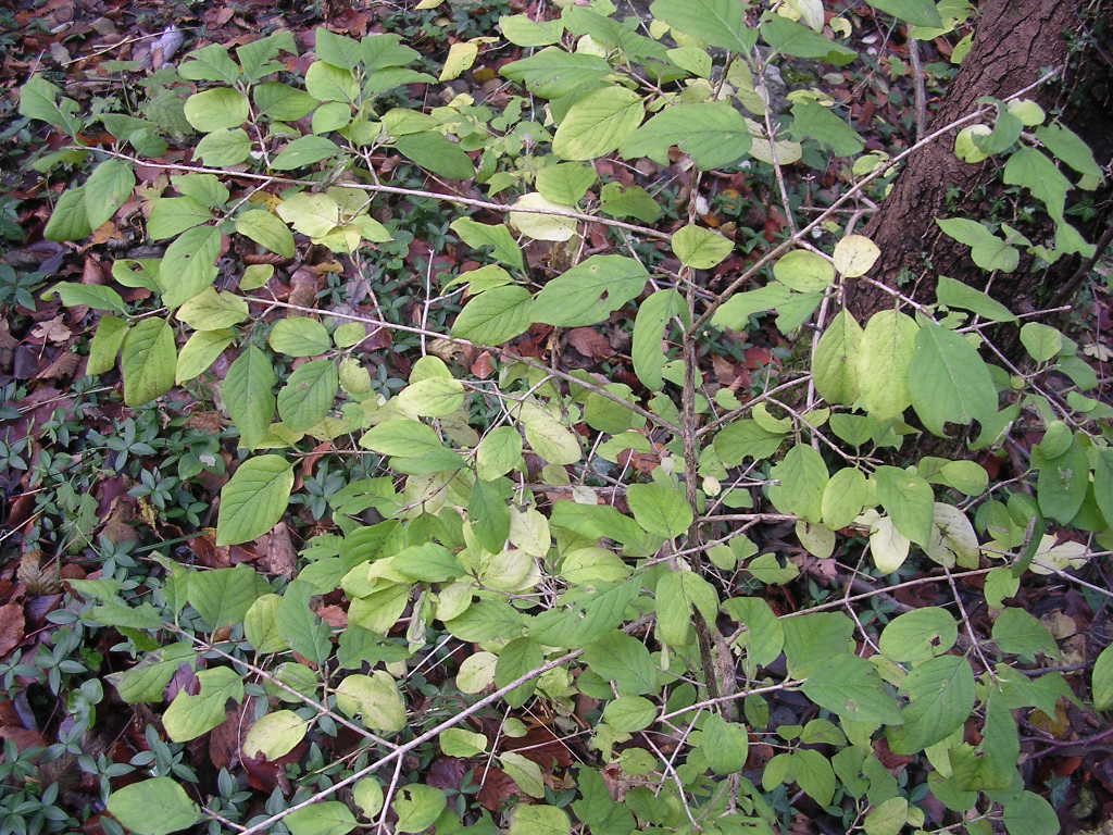 arbusto ignoto - Lonicera xylosteum