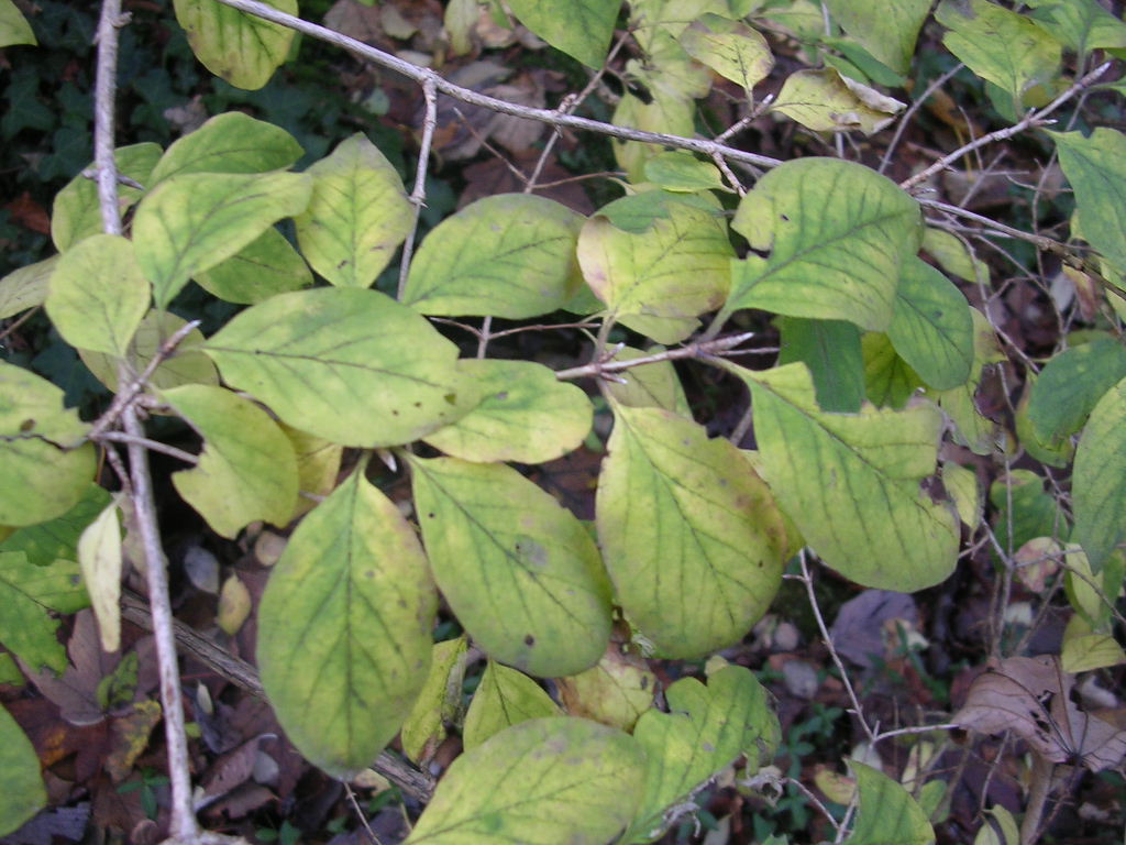 arbusto ignoto - Lonicera xylosteum