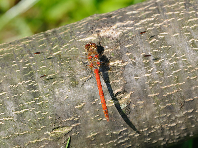 Sympetrum striolatum