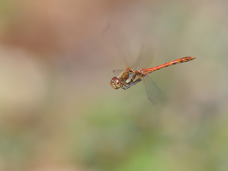 Sympetrum striolatum