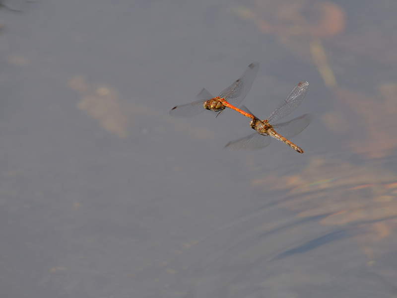 Sympetrum striolatum