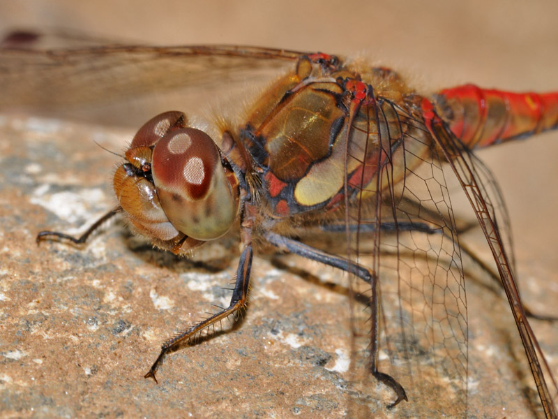 Sympetrum striolatum