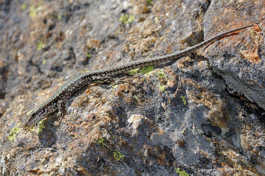 Podarcis muralis