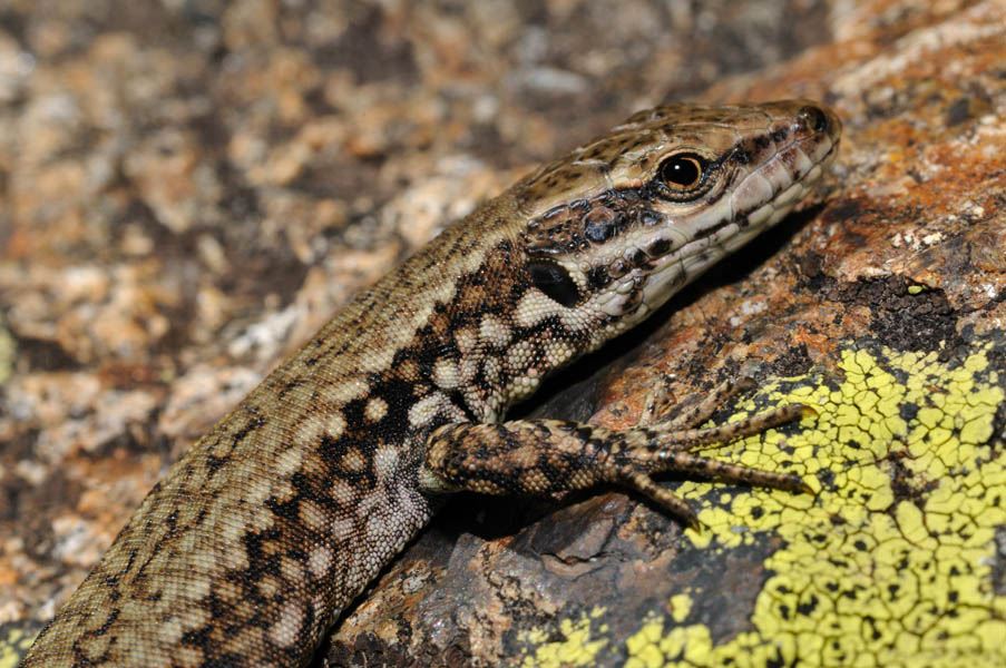 Podarcis muralis