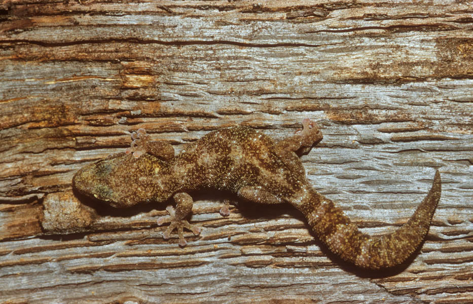 Euleptes europea (Phyllodactylus europaeus)