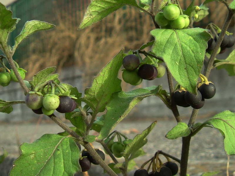 Solanum nigrum / Morella comune, Erba morella