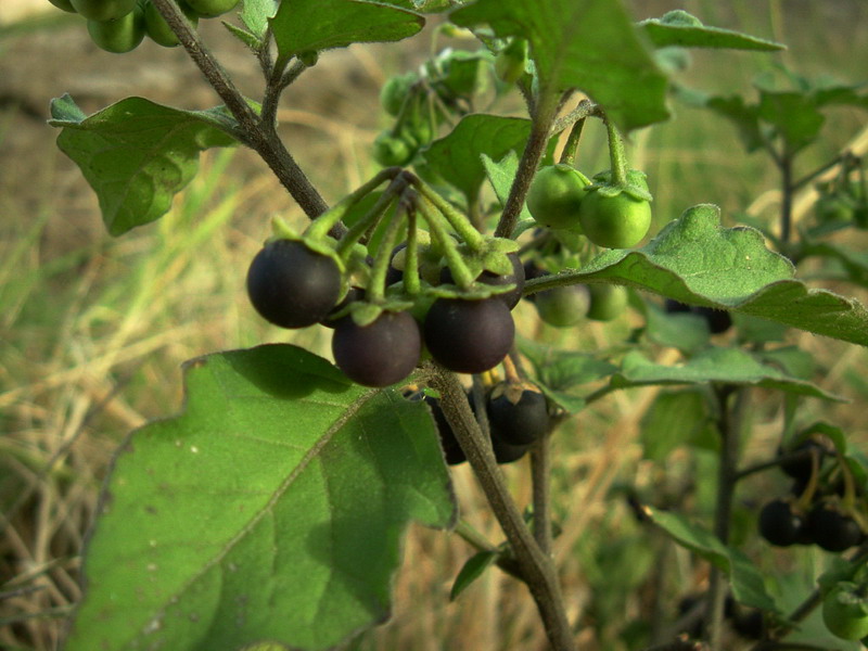 Solanum nigrum / Morella comune, Erba morella