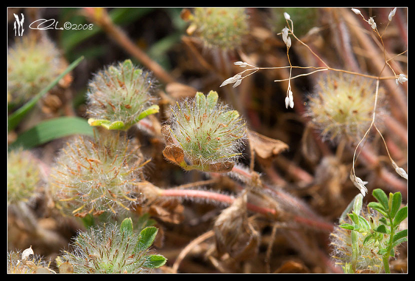 Trifolium cherleri / Trifoglio di Cherler