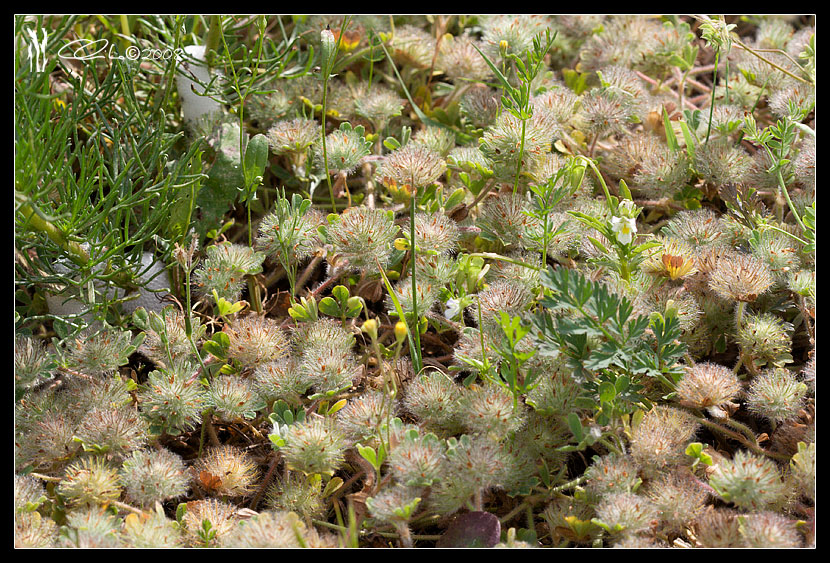 Trifolium cherleri / Trifoglio di Cherler