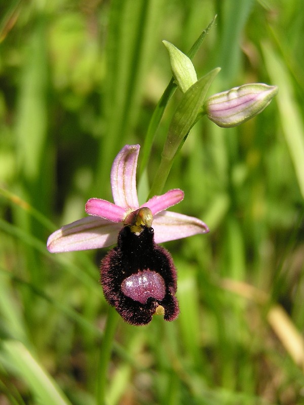 Ophrys bertolonii della Majella da 2005