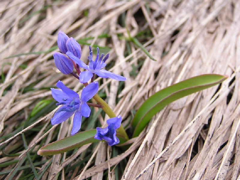 Scilla bifolia della Majella da 2005