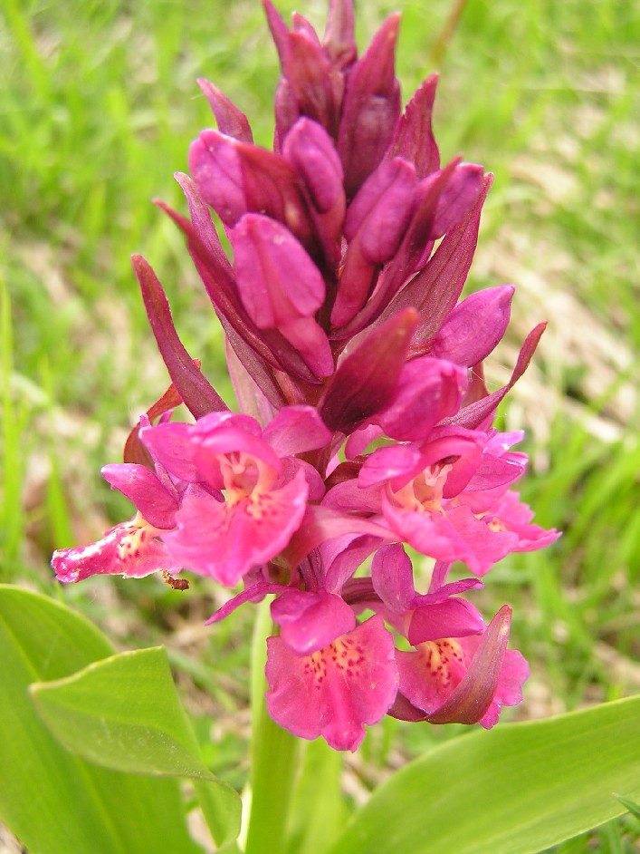 Dactylorhiza sambucina  della Majella da 2003