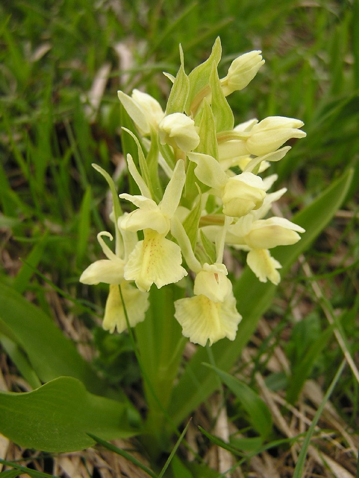 Dactylorhiza sambucina  della Majella da 2003