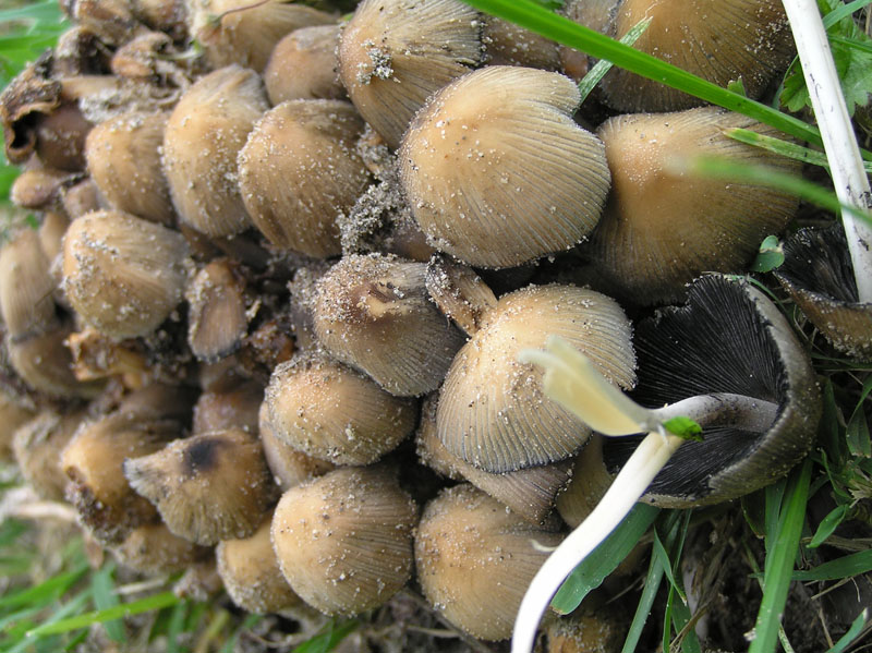 Funghi da Grado (GO) - Corprinus sp.