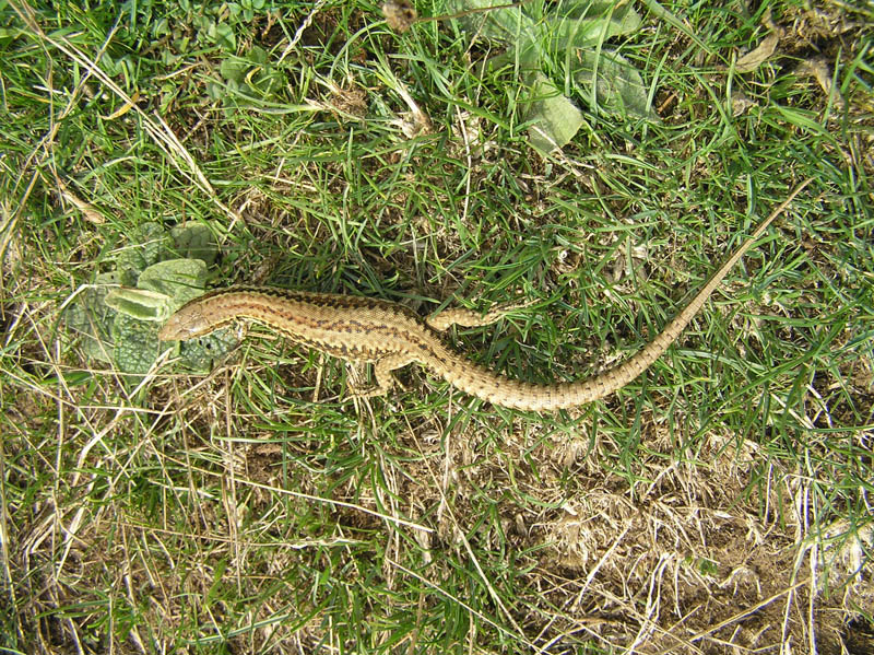 Podarcis muralis (Laurenti, 1768) del Matese (CE)