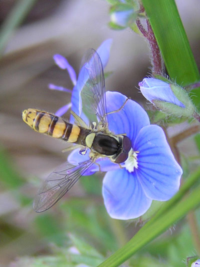 Una Syrphide del escursione in Veneto (UD): Sphaerophoria