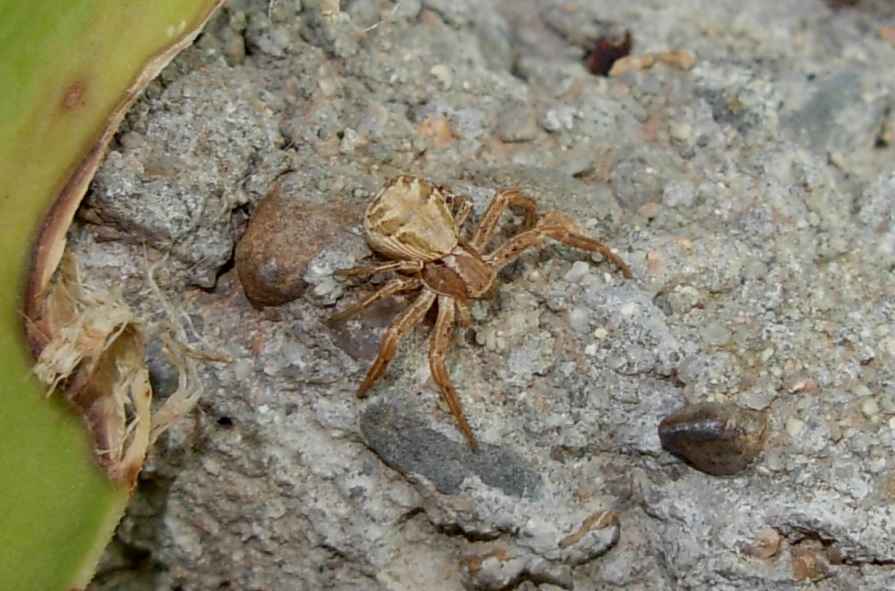 Xysticus sp.