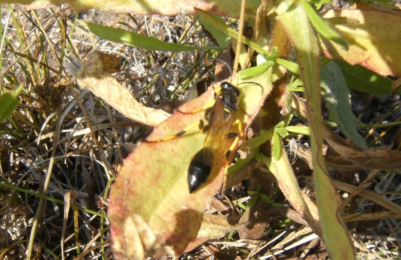 Sceliphron spirifex (Sphecidae).