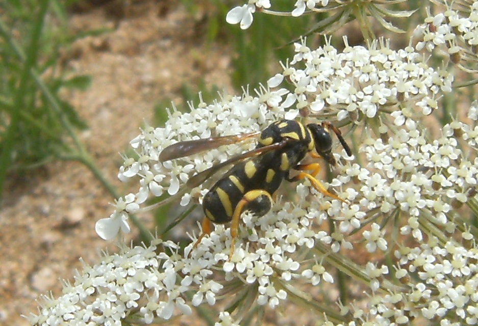 Leucospis