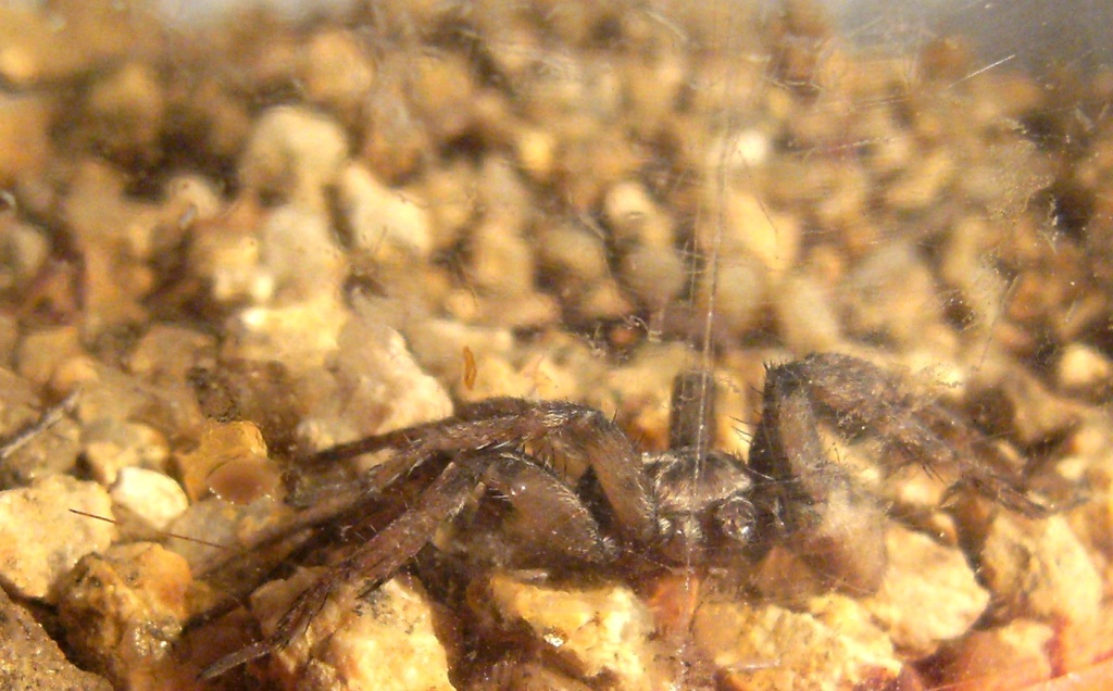 Scotophaeus sp. e Tegenaria sp.