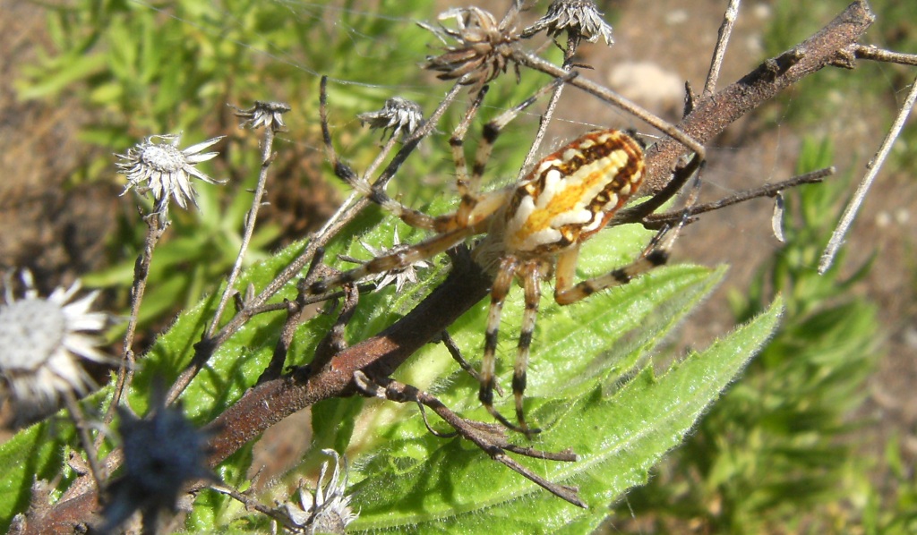 Aculepeira armida