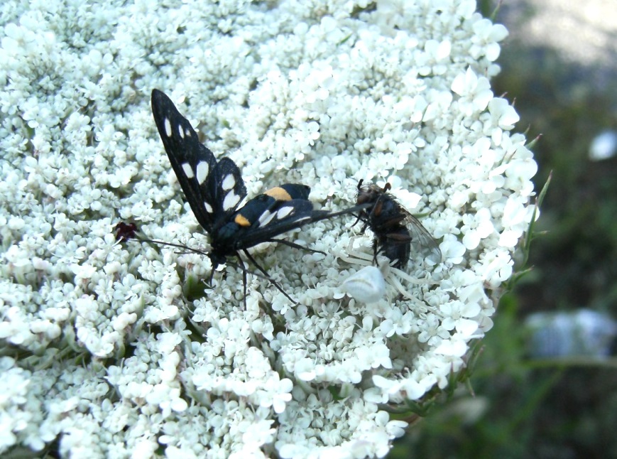 Il mistero della morte (scene di predazione di Thomisidae)