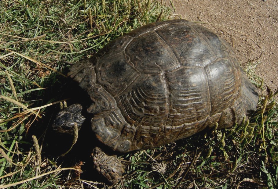 Tartarughe di Sardegna