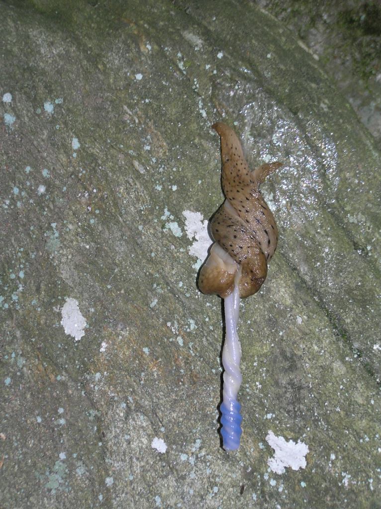 L''accoppiamento di Limax canapicianus