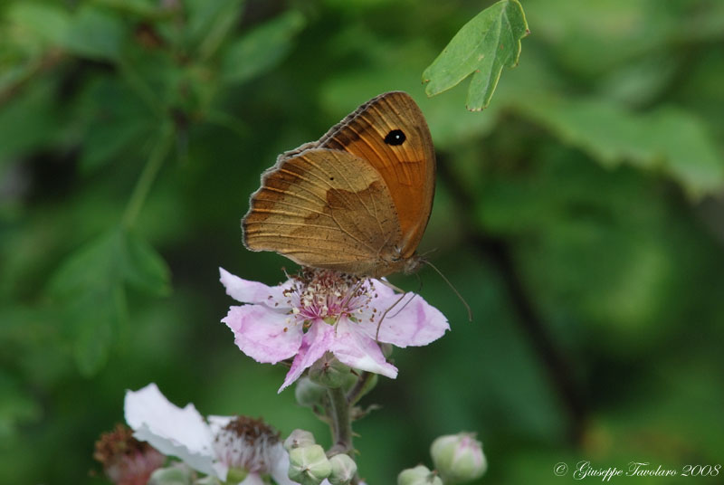 Maniola jurtina