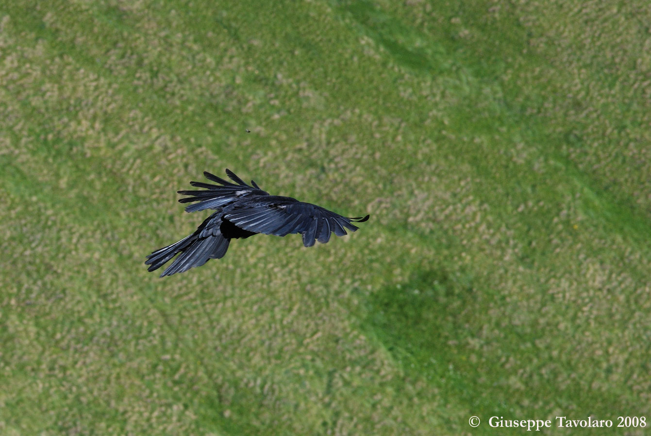 Gracchi alpini in volo.