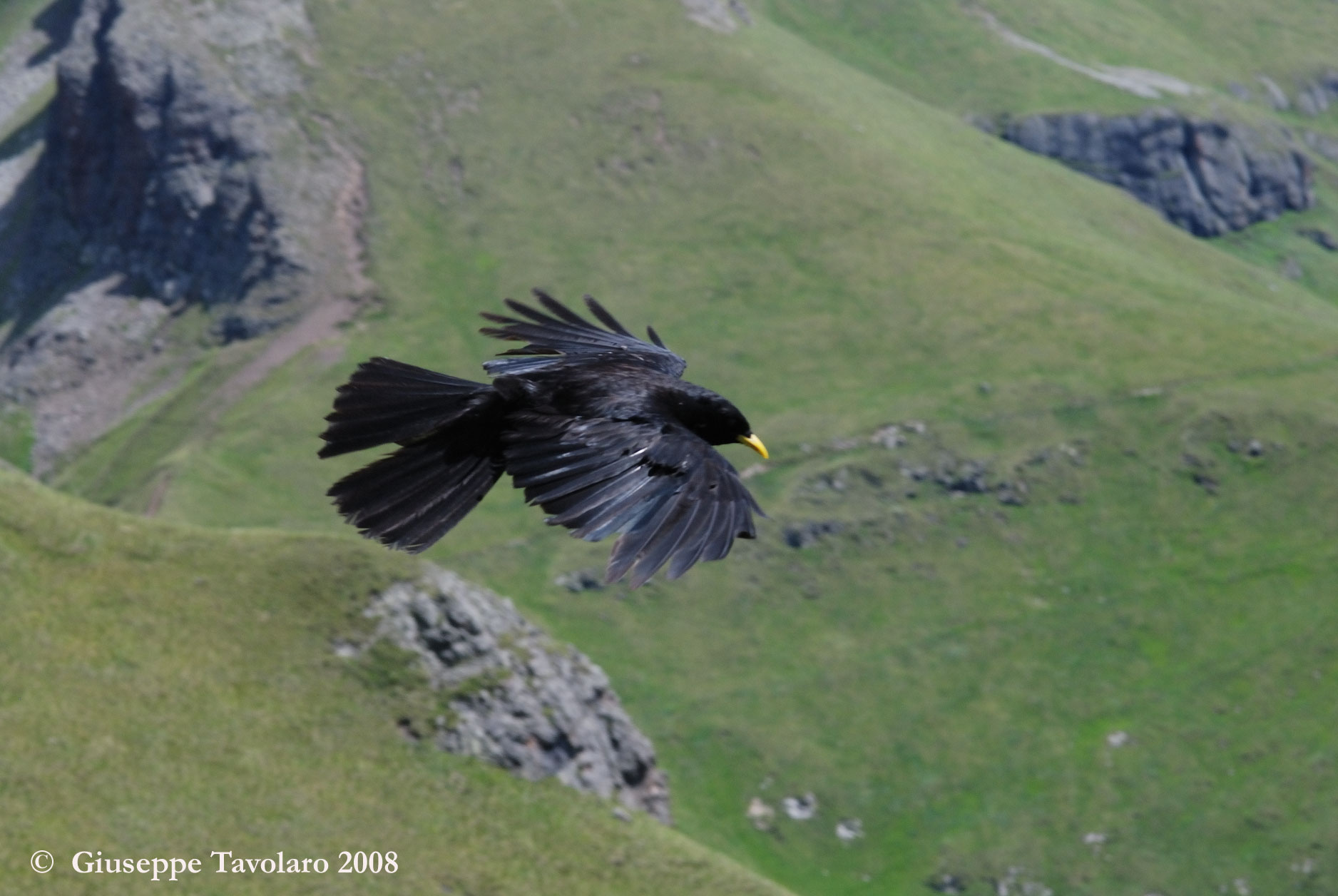 Gracchi alpini in volo.