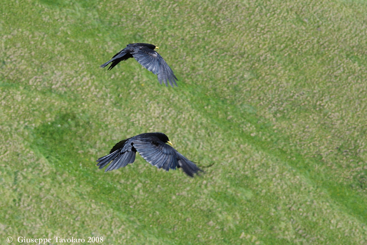 Gracchi alpini in volo.