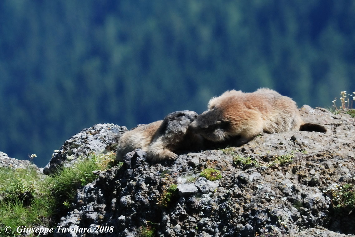 Effusioni tra marmotte  - Passo Padon (BL)