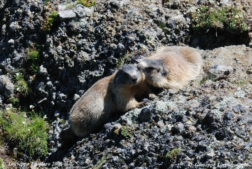 Effusioni tra marmotte  - Passo Padon (BL)