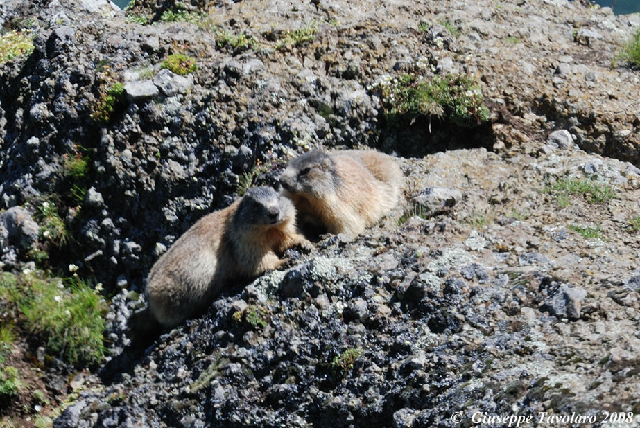 Effusioni tra marmotte  - Passo Padon (BL)