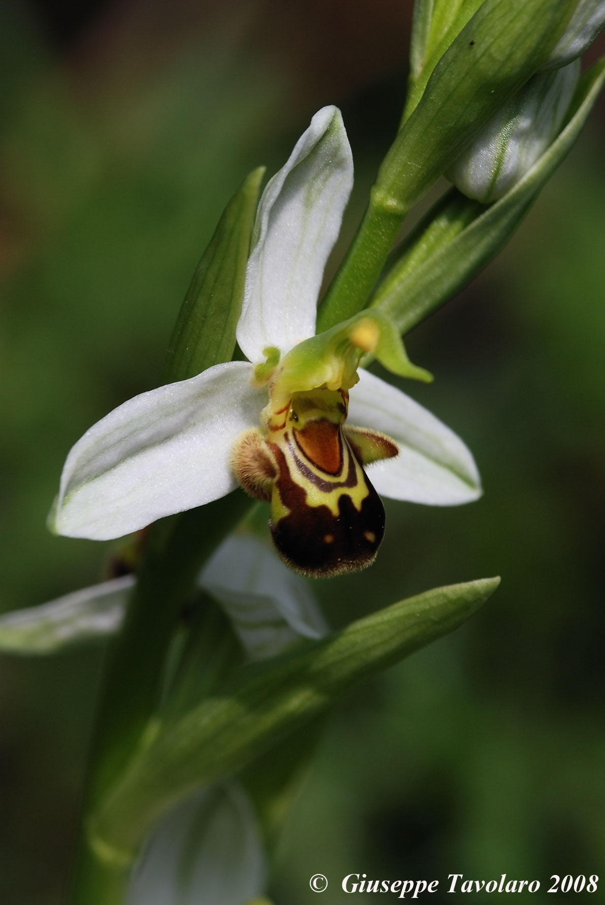 Ophrys apiefera  ... Orchidee dei Monti della Tolfa.