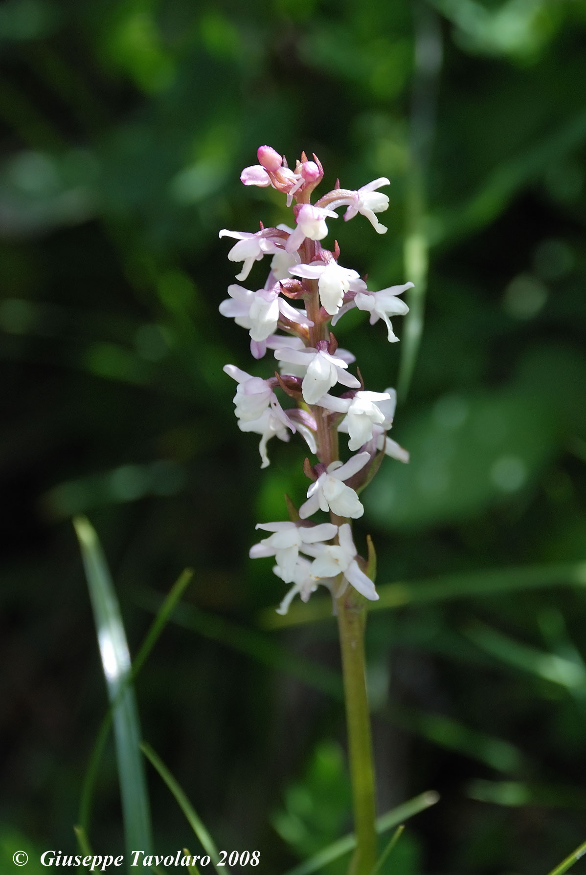 Gymnadenia odoratissima