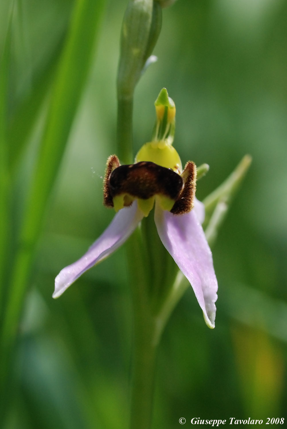 Ophrys apiefera  ... Orchidee dei Monti della Tolfa.