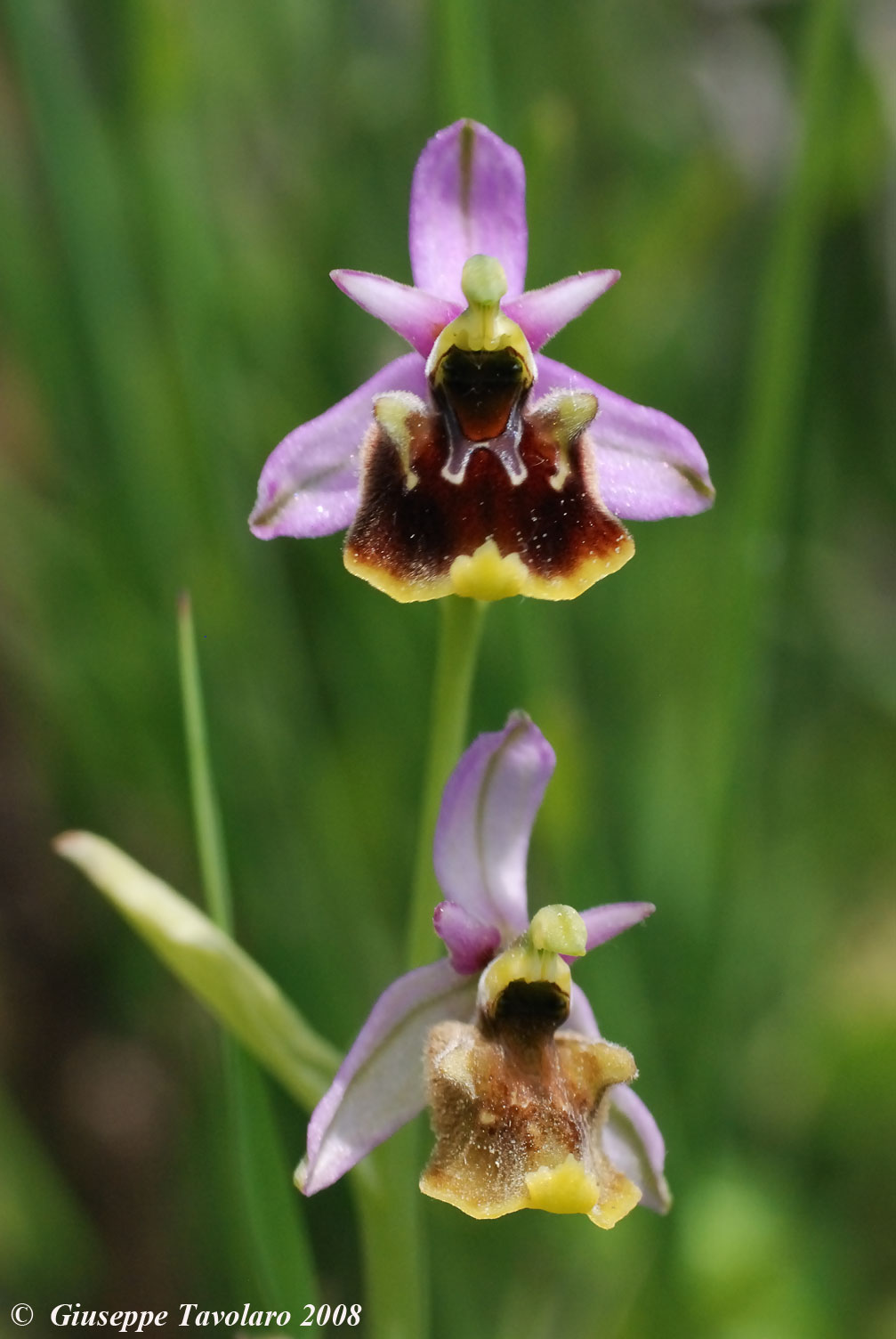 Ophrys apiefera  ... Orchidee dei Monti della Tolfa.