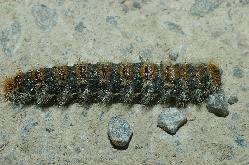 Bruco di Traumatocampa pityocampa